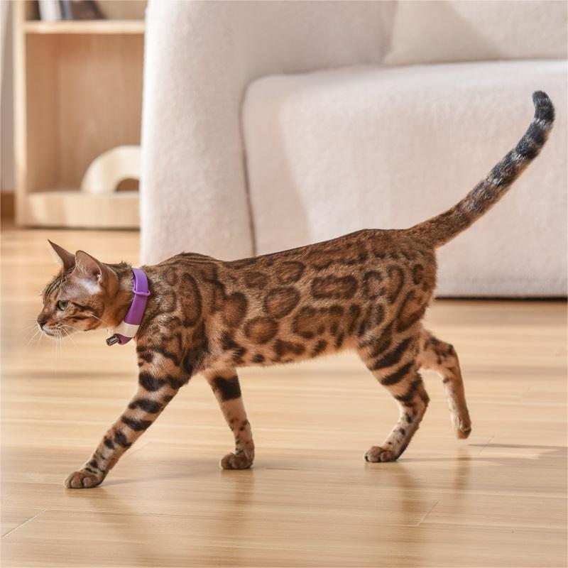 Barkwow Self-Play Cat Collar with Built-in Laser Teaser: The Ultimate Feline Entertainment