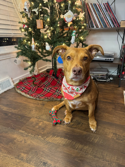 Barkwow Christmas Gift Set Box for Small Dogs