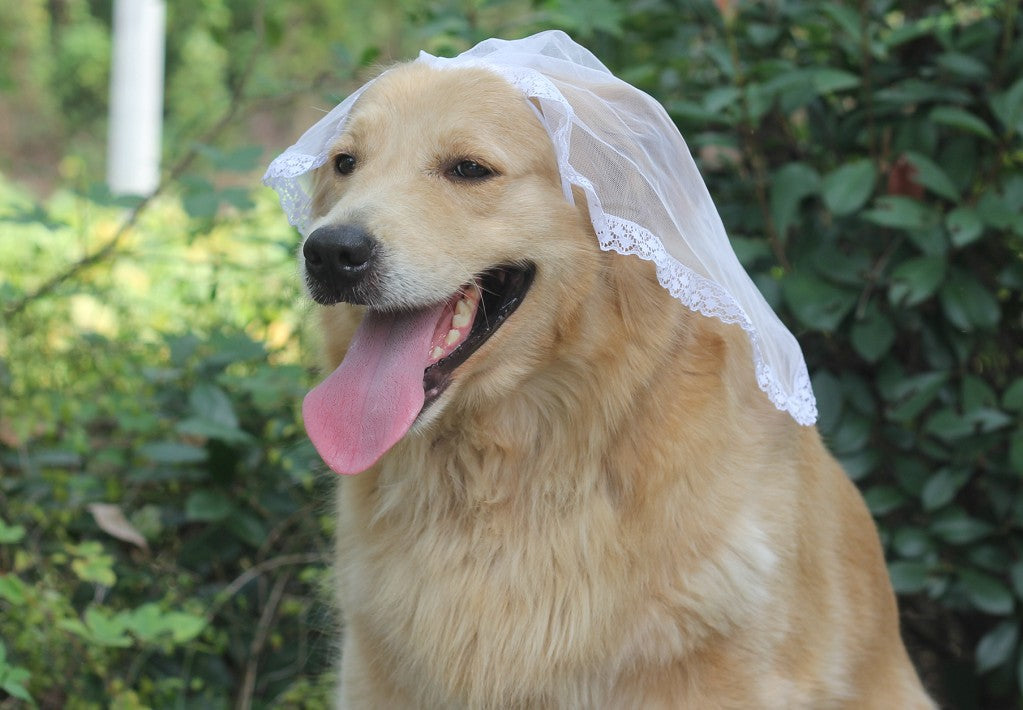Woofylove Special Events Dog Dress: Make Every Occasion Unforgettable Barkwow Woofylove Special Events Dog Dress: Make Every Occasion Unforgettable Barkwow
