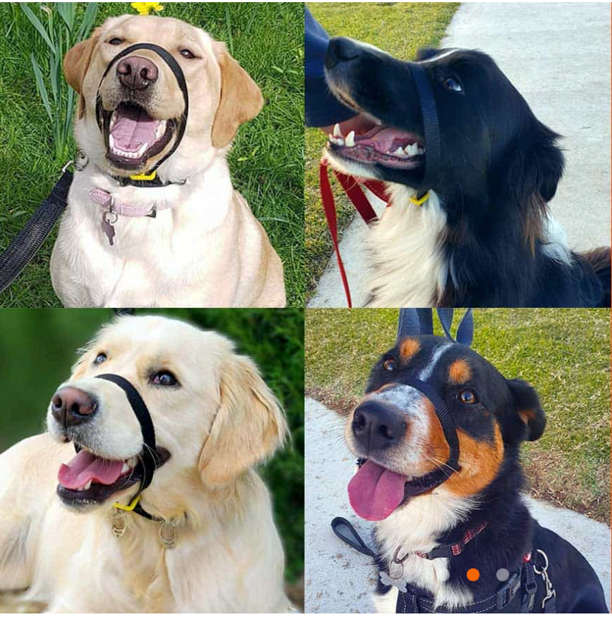 Canny Collar for Dog Training - The Kind, Safe and Comfortable No Pull Dog Collar, Train Your Dog Not to Pull on a Leash - Easy to Use Dog Training Headcollar for Enjoyable Walks - Black Secondary image