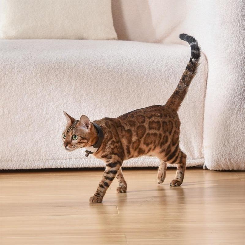 Barkwow Self-Play Cat Collar with Built-in Laser Teaser: The Ultimate Feline Entertainment Secondary image