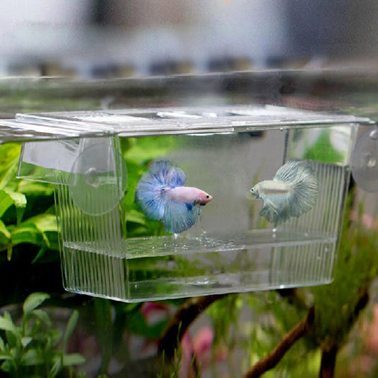 Acrylic Aquarium Fish Tank Incubation Box
