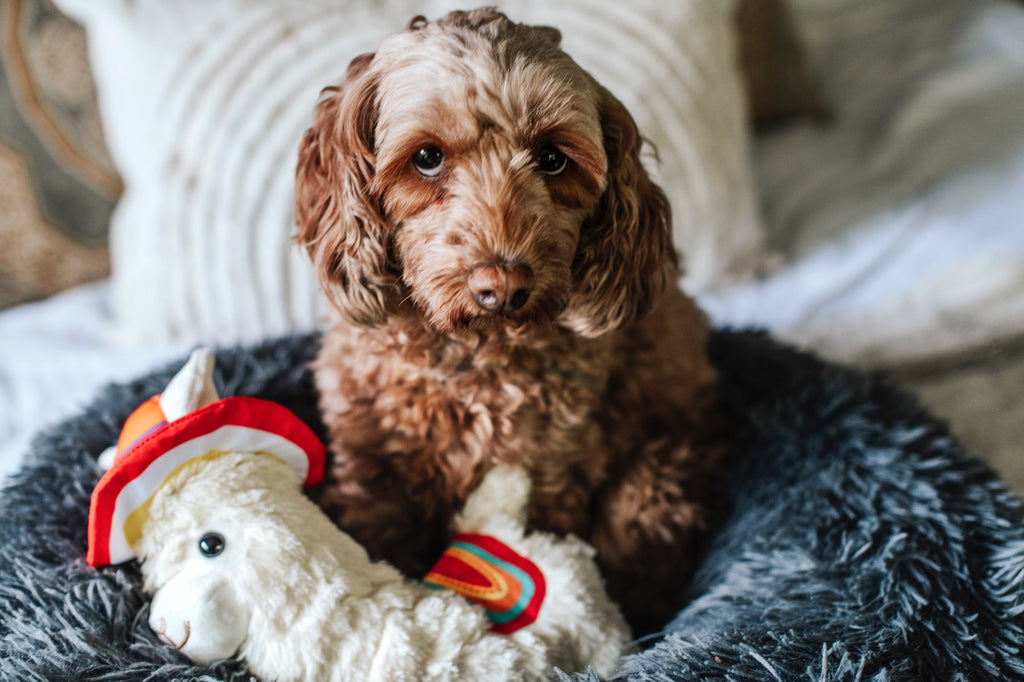 Barkwow Charitable Alpaca Llama Plush Toy for Dog/Cat